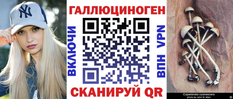 закладки  Кстово  Псилоцибиновые грибы Cubensis 